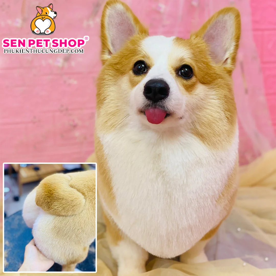 chó corgi lông dài được grooming và chải lông