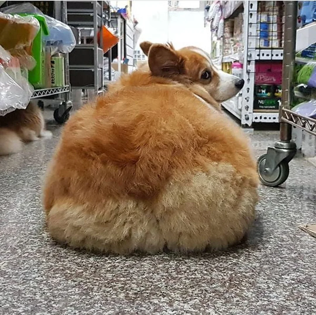 chó corgi lông dài fluffy nằm trên sàn