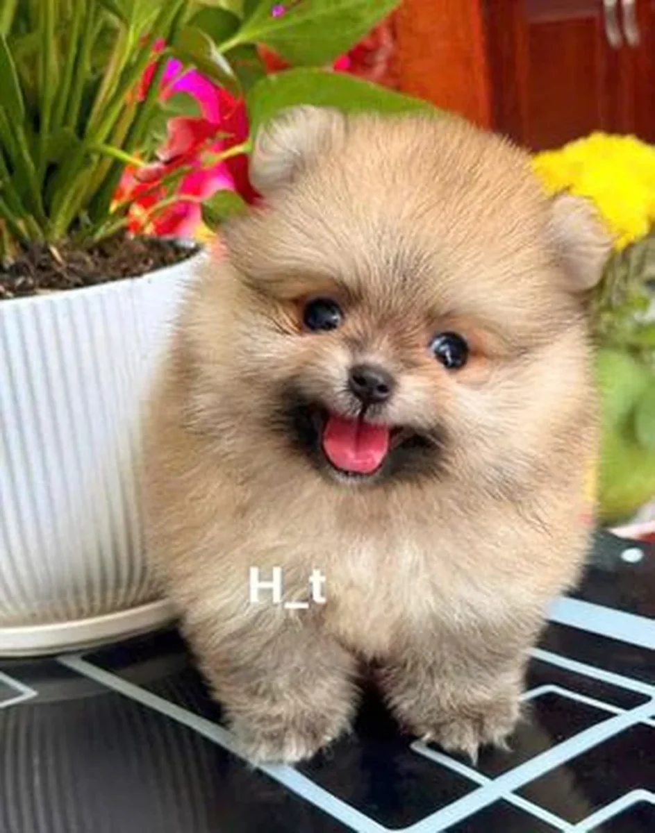 chó corgi lông dài so sánh với corgi lông ngắn