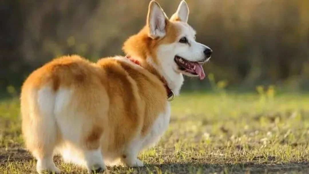 chó corgi lông ngắn cần môi trường mát trong khí hậu Việt Nam