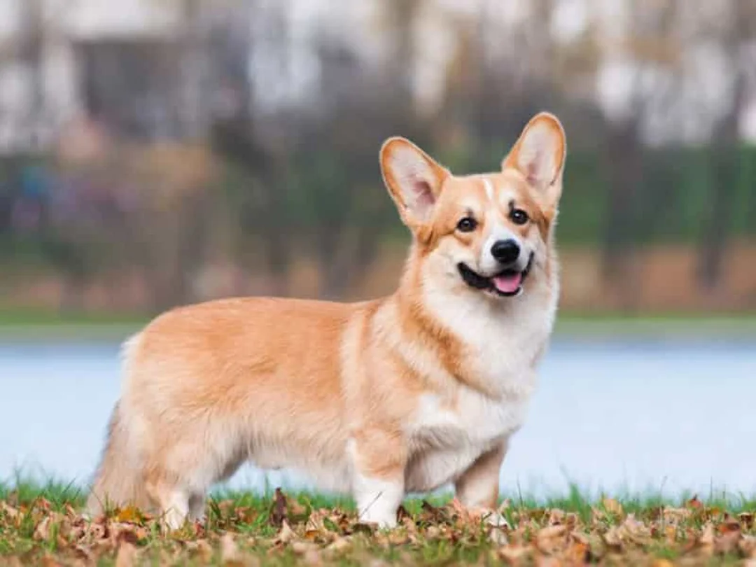 chó corgi lông ngắn thuần chủng có dáng lưng dài chân thấp