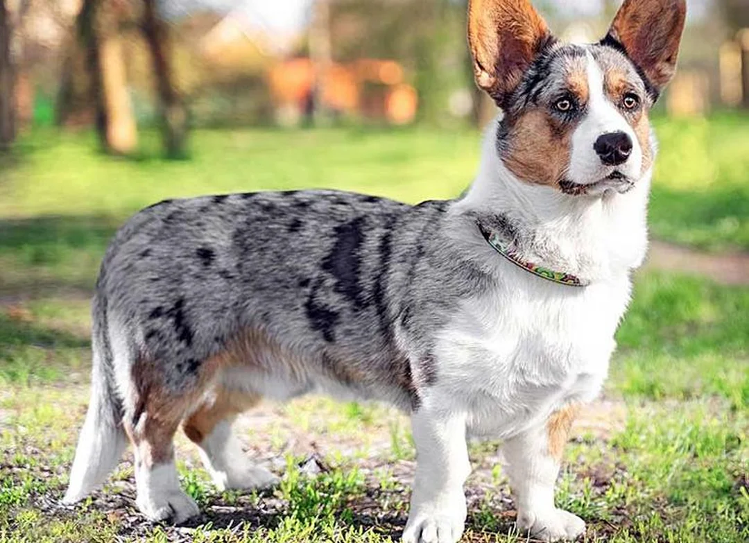 chó corgi màu blue merle con đang nằm với mảng lông loang rõ