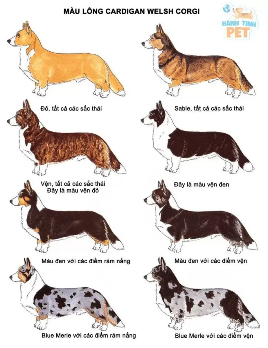 chó corgi màu blue merle dáng Cardigan với đuôi dài