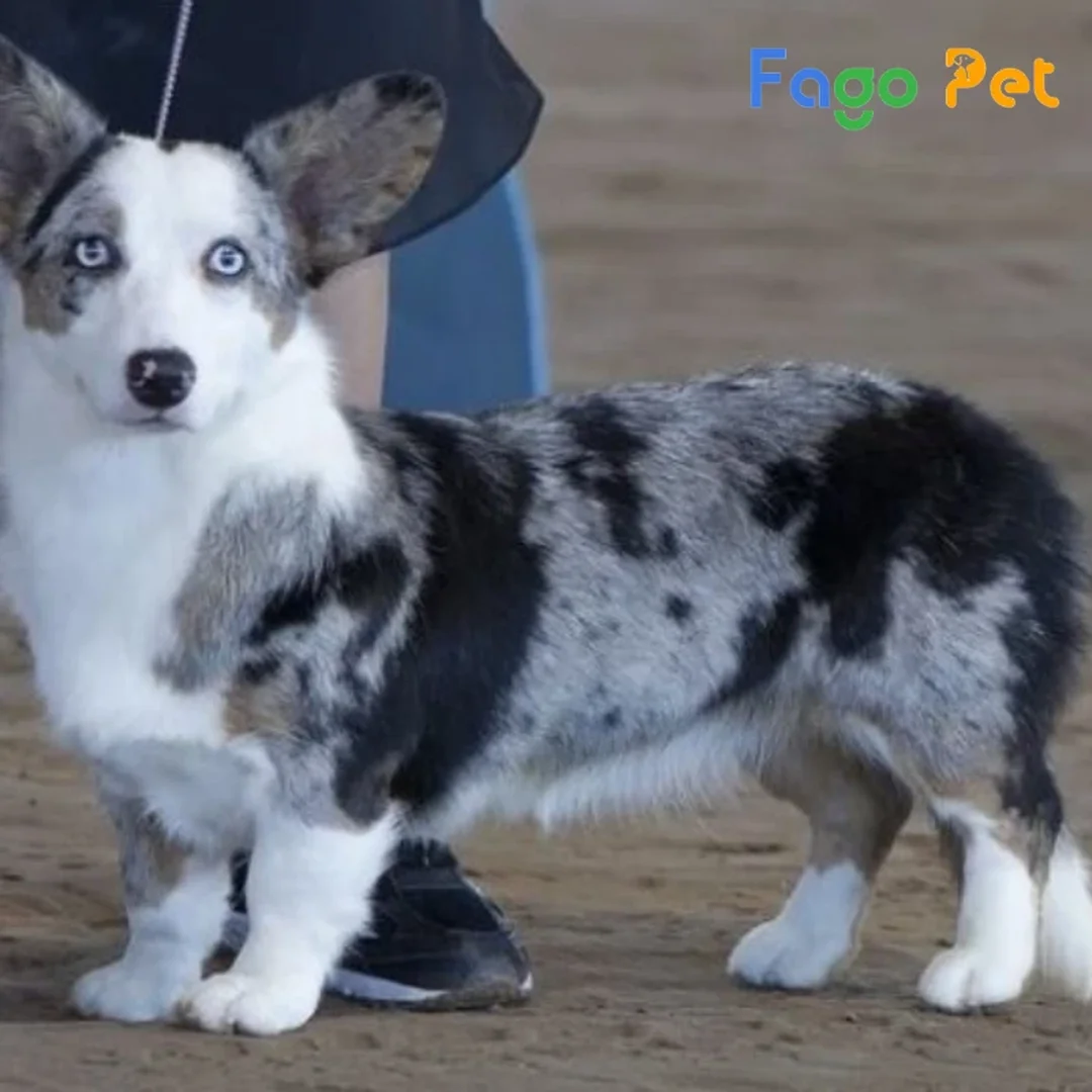 chó corgi màu blue merle đứng nghiêng với bộ lông xám xanh loang