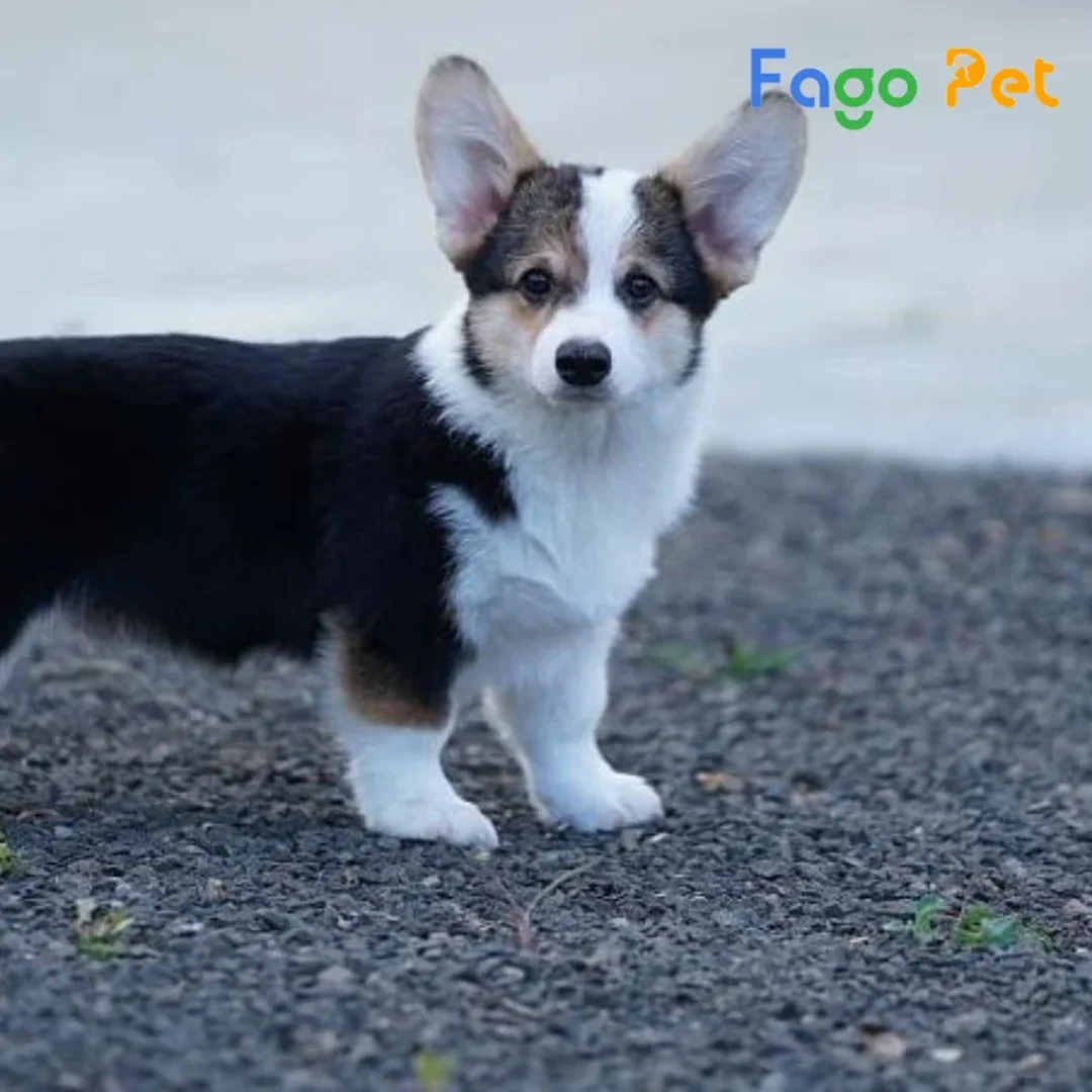 chó corgi màu đen trắng được rao bán