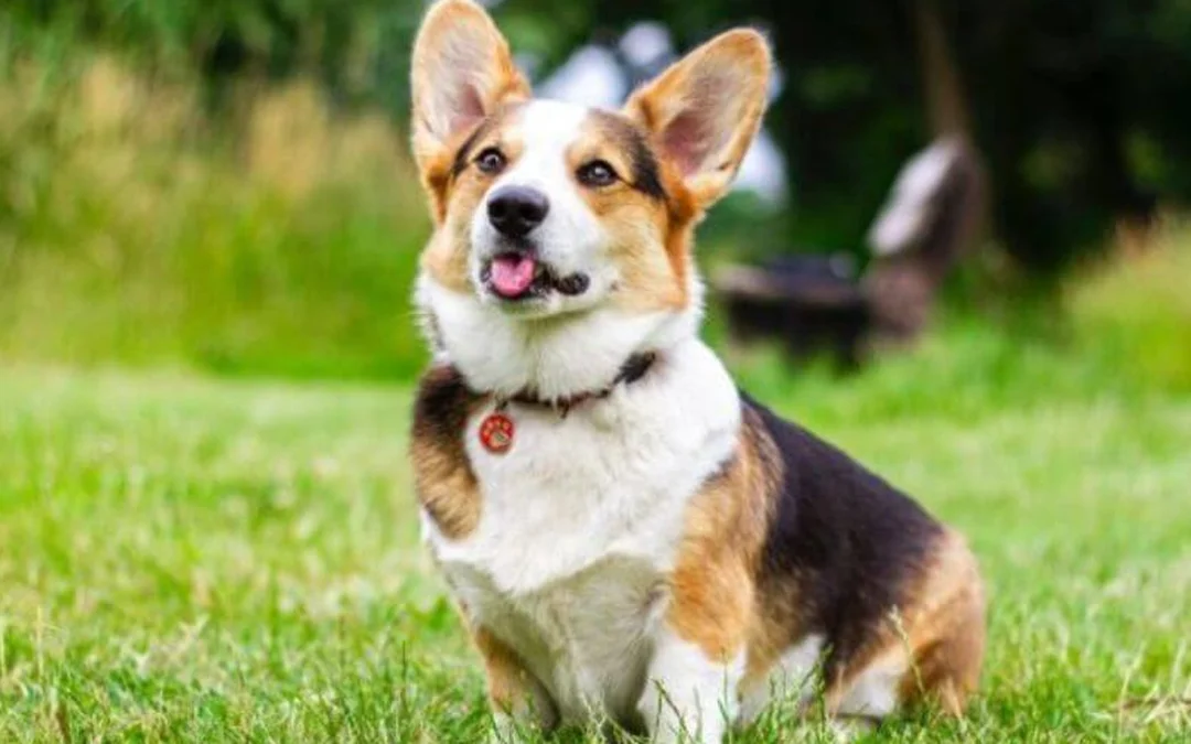 chó corgi màu tricolor có ba mảng lông đen trắng vàng rõ ràng