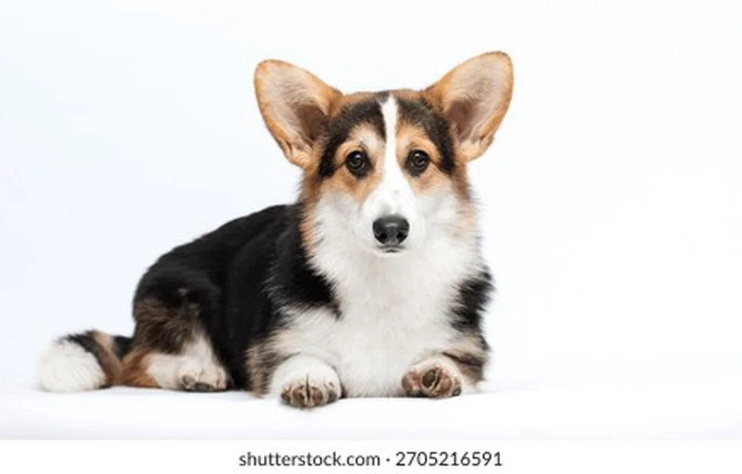 chó corgi màu tricolor có bộ lông kép cần chải đều