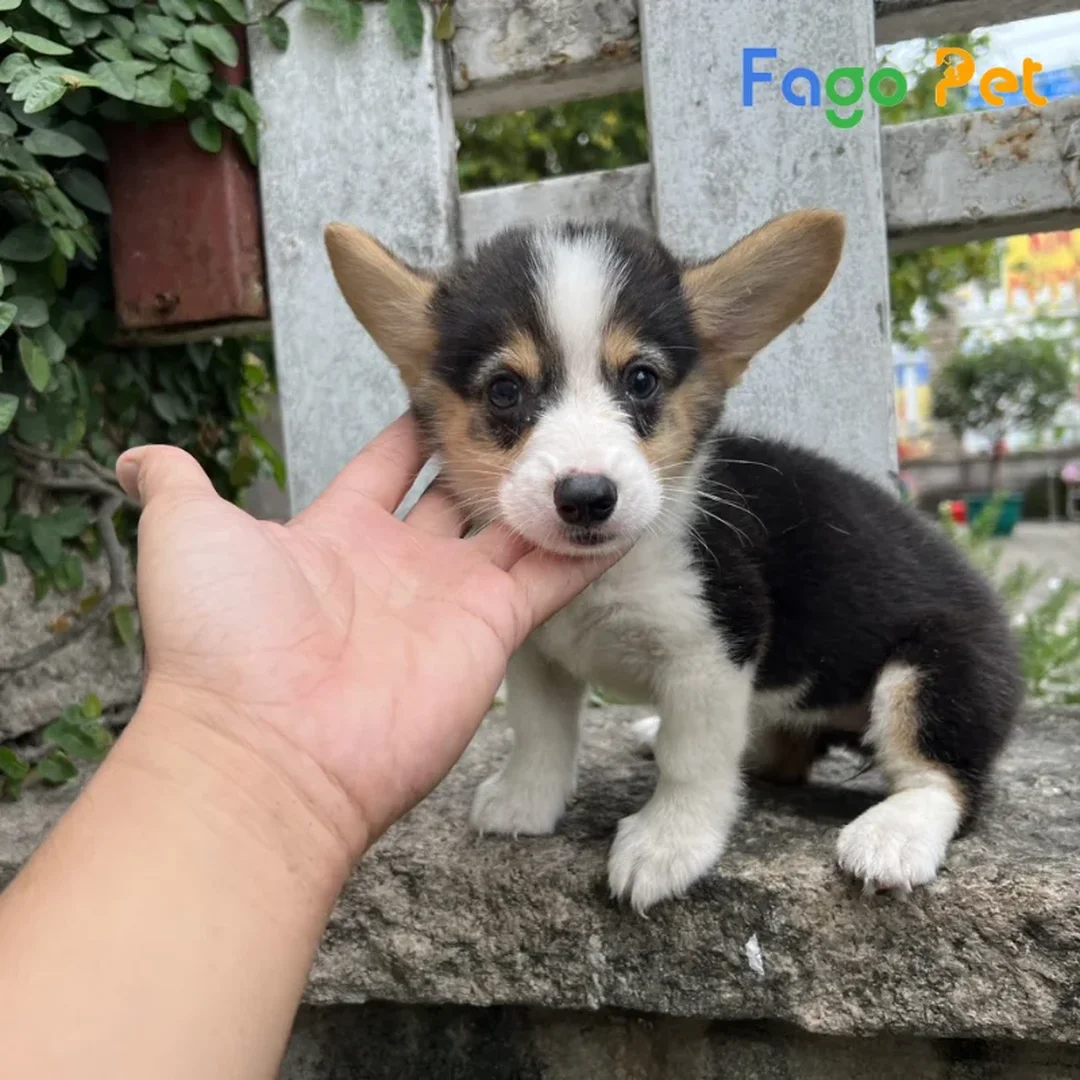 chó corgi màu tricolor nằm thư giãn trong nhà