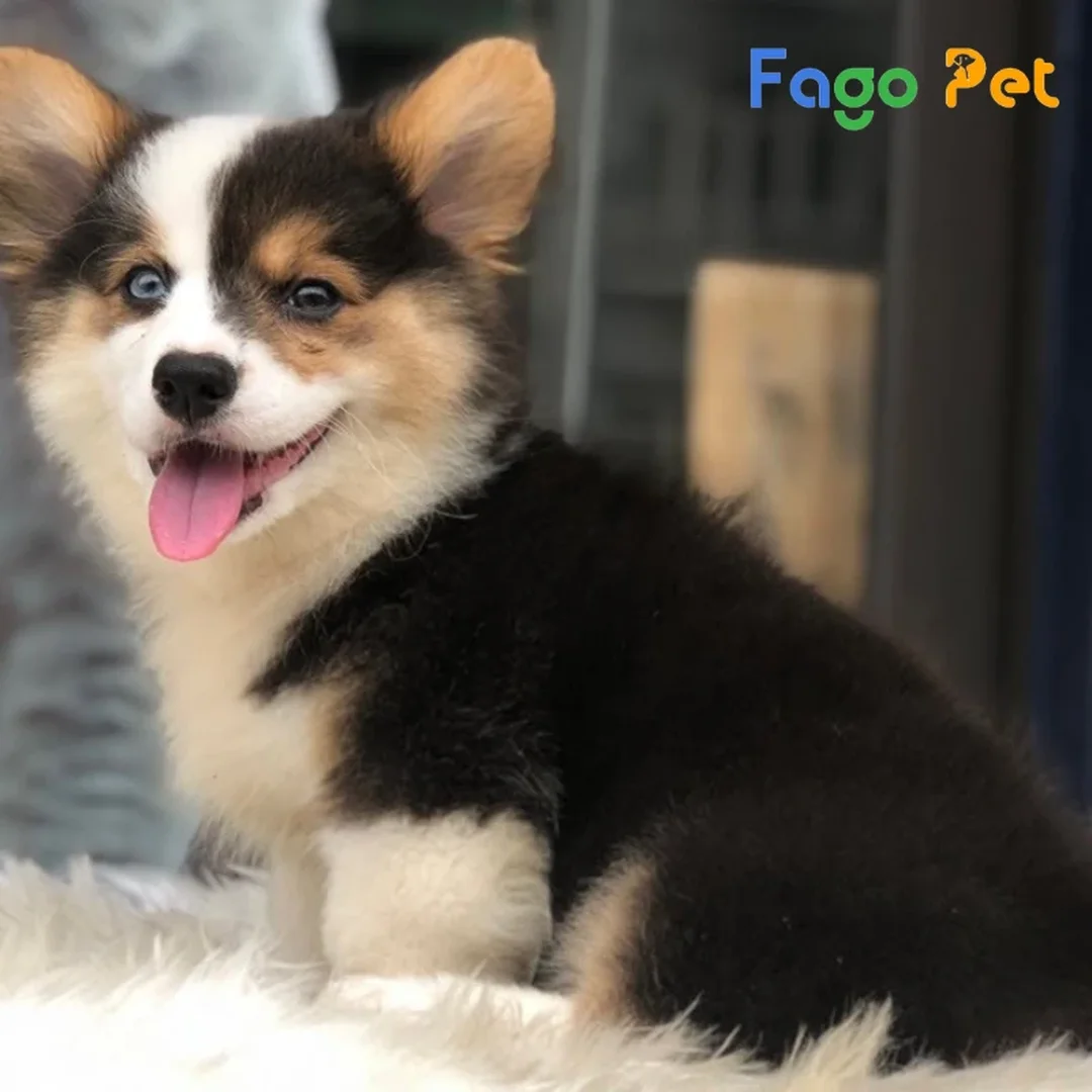 chó corgi màu tricolor pembroke có gương mặt sáng và thân thấp