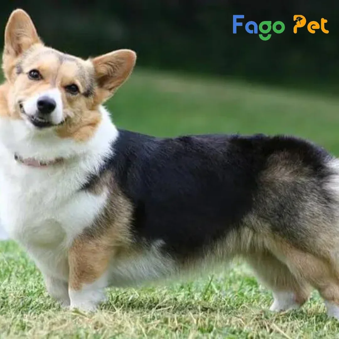 chó corgi màu tricolor với phần lưng đen và ngực trắng