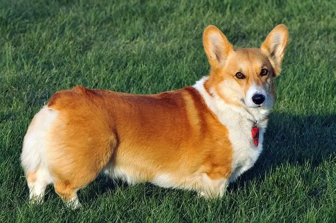 chó corgi mông trái tim cần kiểm tra sức khỏe trước khi mua