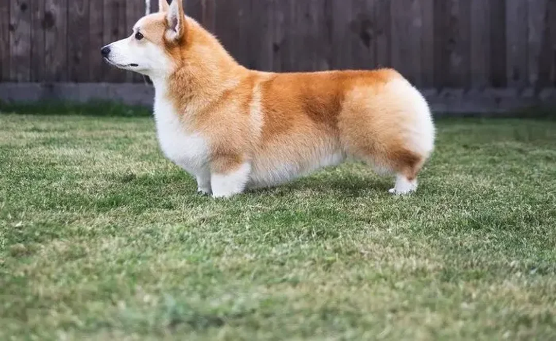 chó corgi mông trái tim được chăm sóc tại nhà