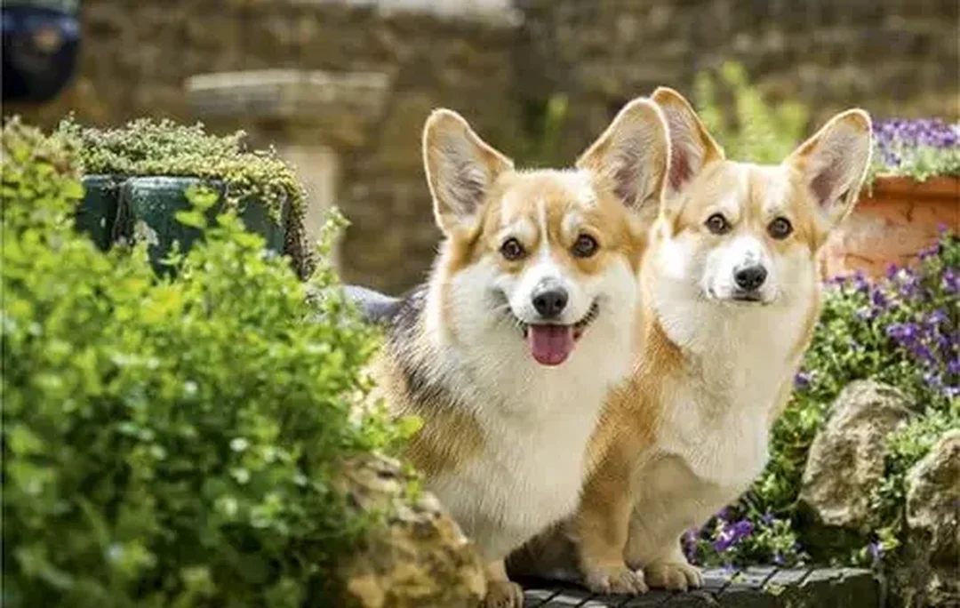 chó corgi mông trái tim màu vàng trắng đứng ngoài trời