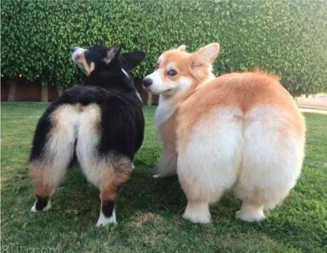 chó corgi mông trái tim nằm nghỉ sau khi vận động