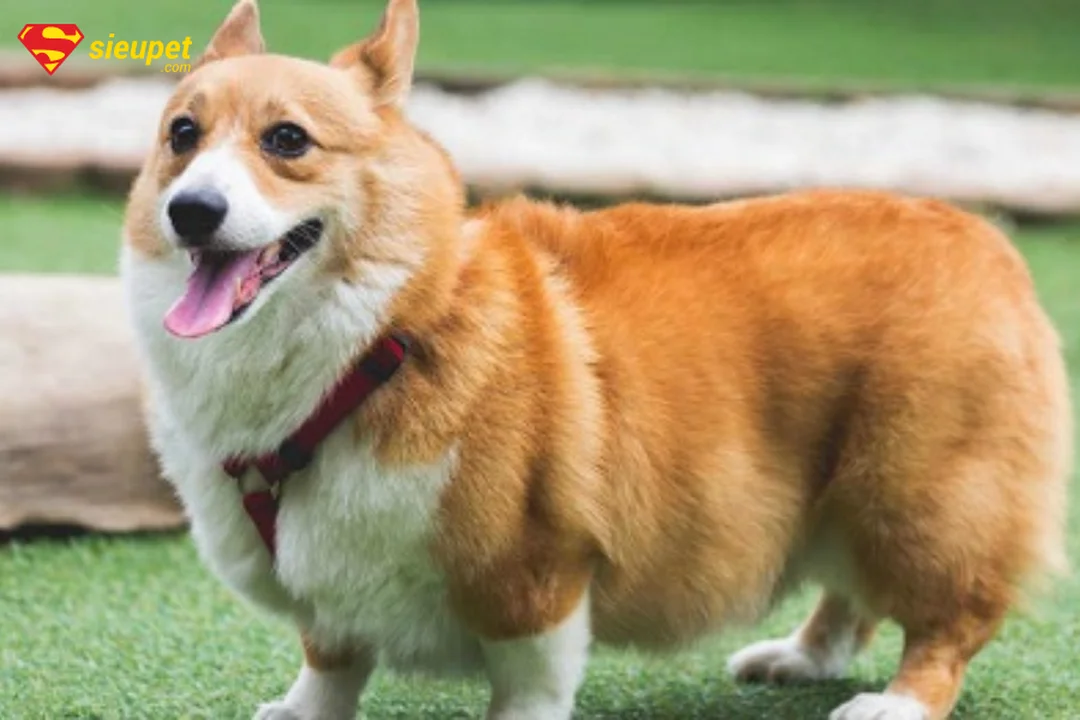 chó corgi mông trái tim nhìn nghiêng với chân ngắn