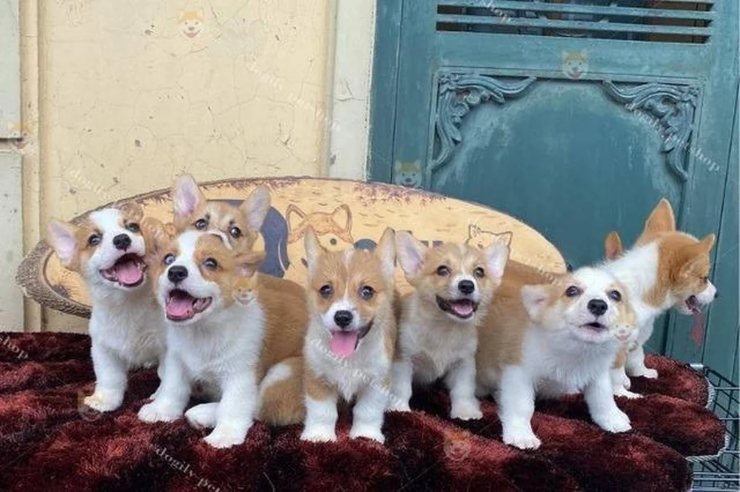 chó corgi nặng bao nhiêu kg khi trưởng thành dáng chuẩn