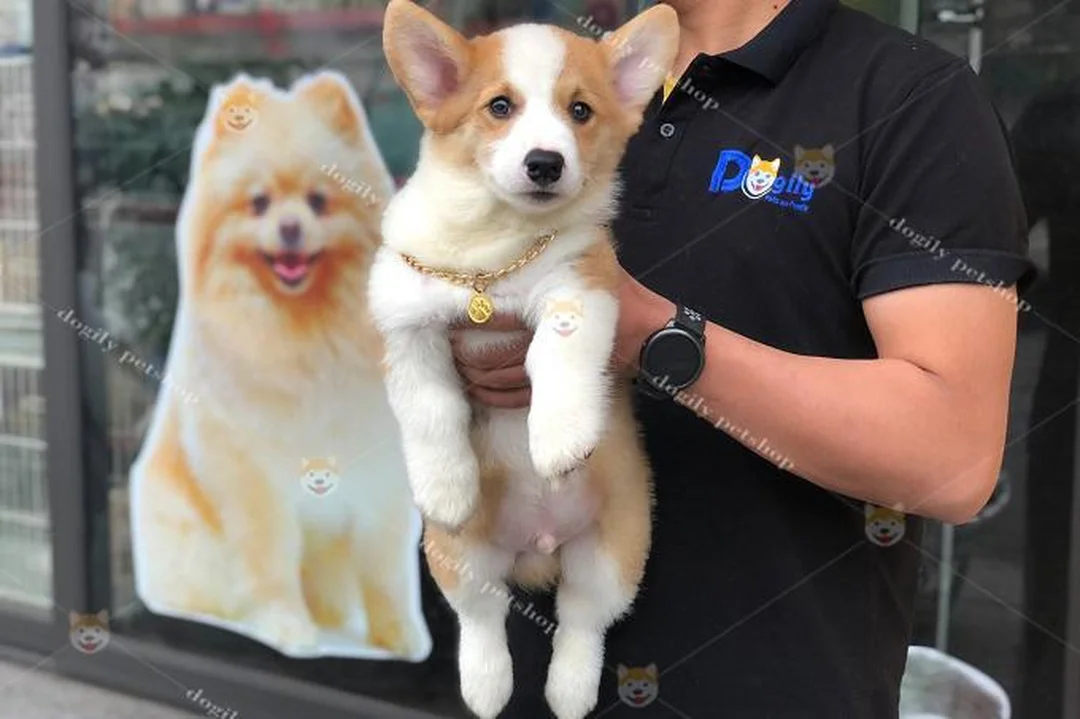chó corgi nặng bao nhiêu kg và cách điều chỉnh khẩu phần ăn