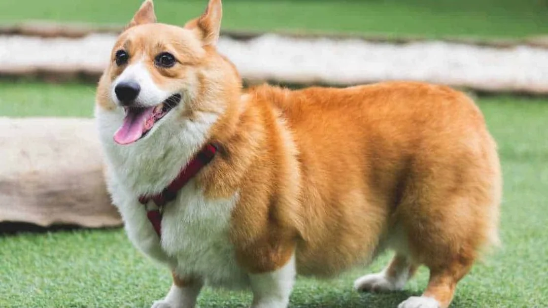 chó corgi sinh sản cần kiểm tra sức khỏe trước phối