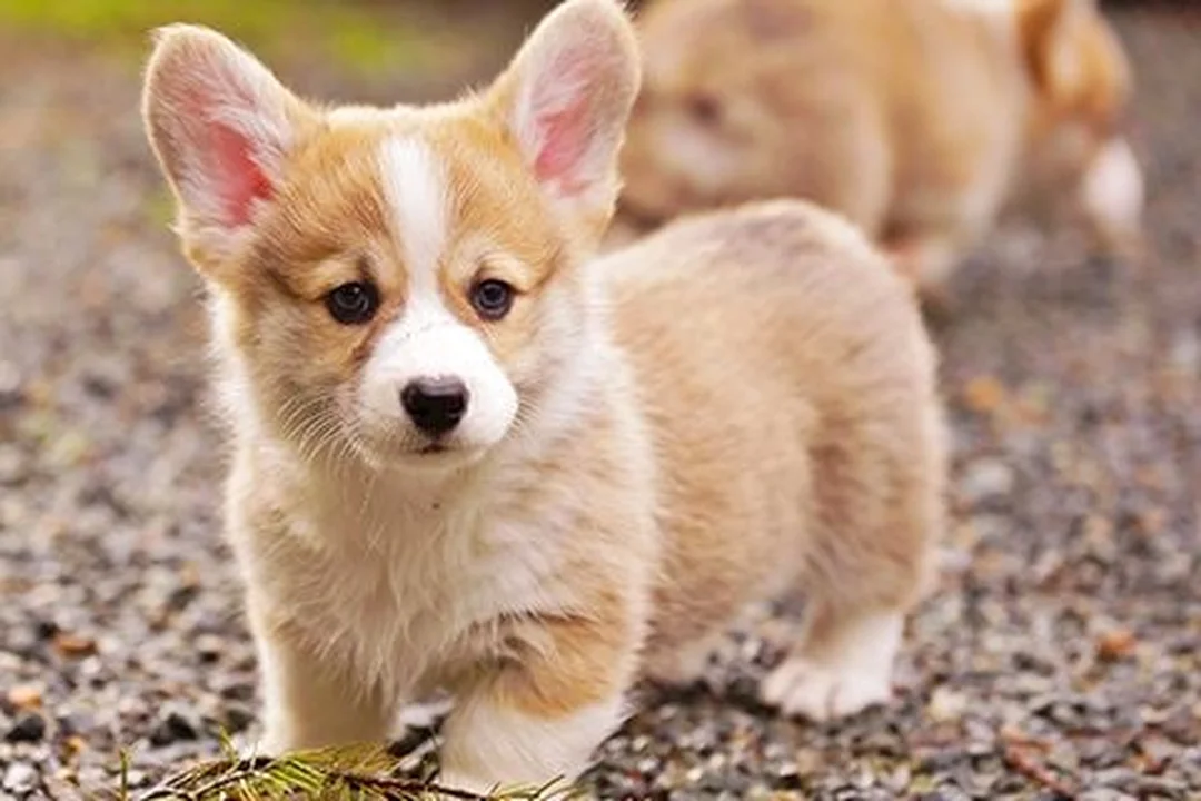 chó corgi sinh sản có thân dài chân ngắn cần chú ý khó sinh