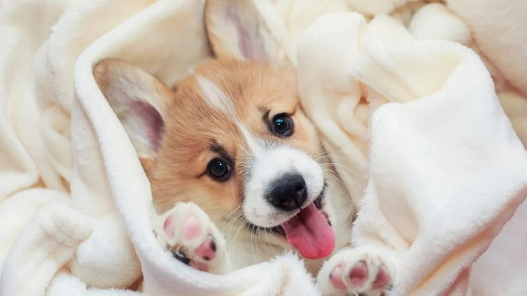chó corgi sinh sản và chăm sóc chó con sau sinh