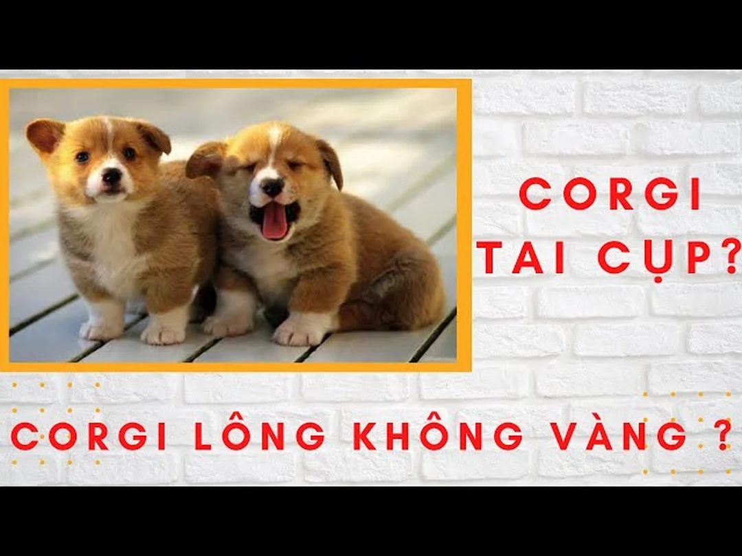 chó corgi tai cụp cần xem giấy tờ và bố mẹ trước khi mua
