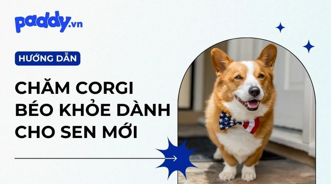 chó corgi thích ăn gì để giữ cân nặng ổn định