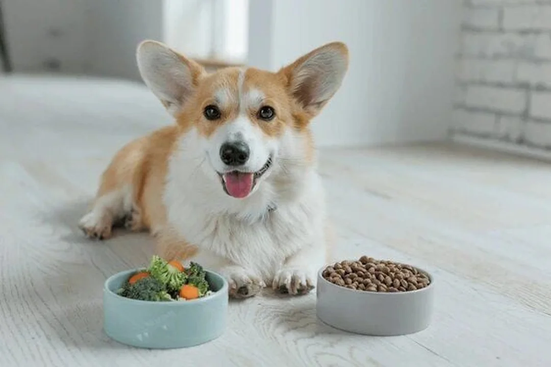 chó corgi thích ăn gì trong các câu hỏi thường gặp