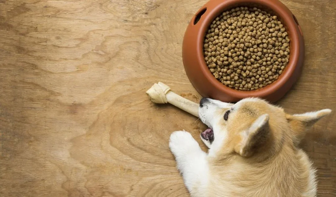 chó corgi thích ăn gì và không nên ăn gì