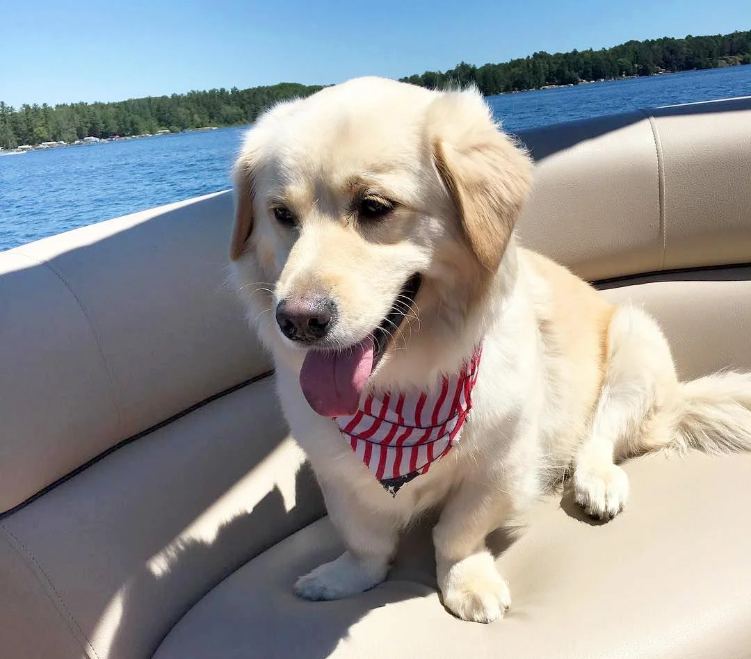 chó corgi thư giãn trong nhà với bộ lông sạch đẹp