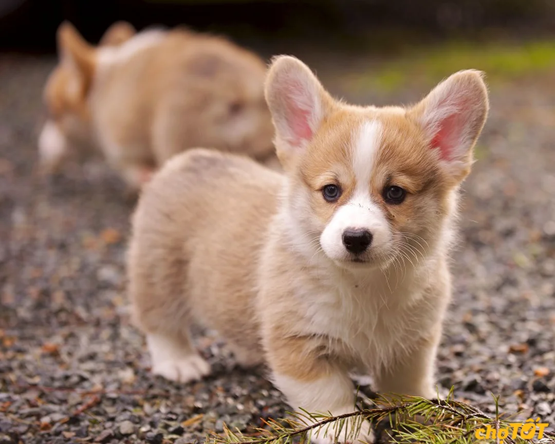 chó corgi thuần chủng cần chăm sóc lông vận động và kiểm soát cân nặng
