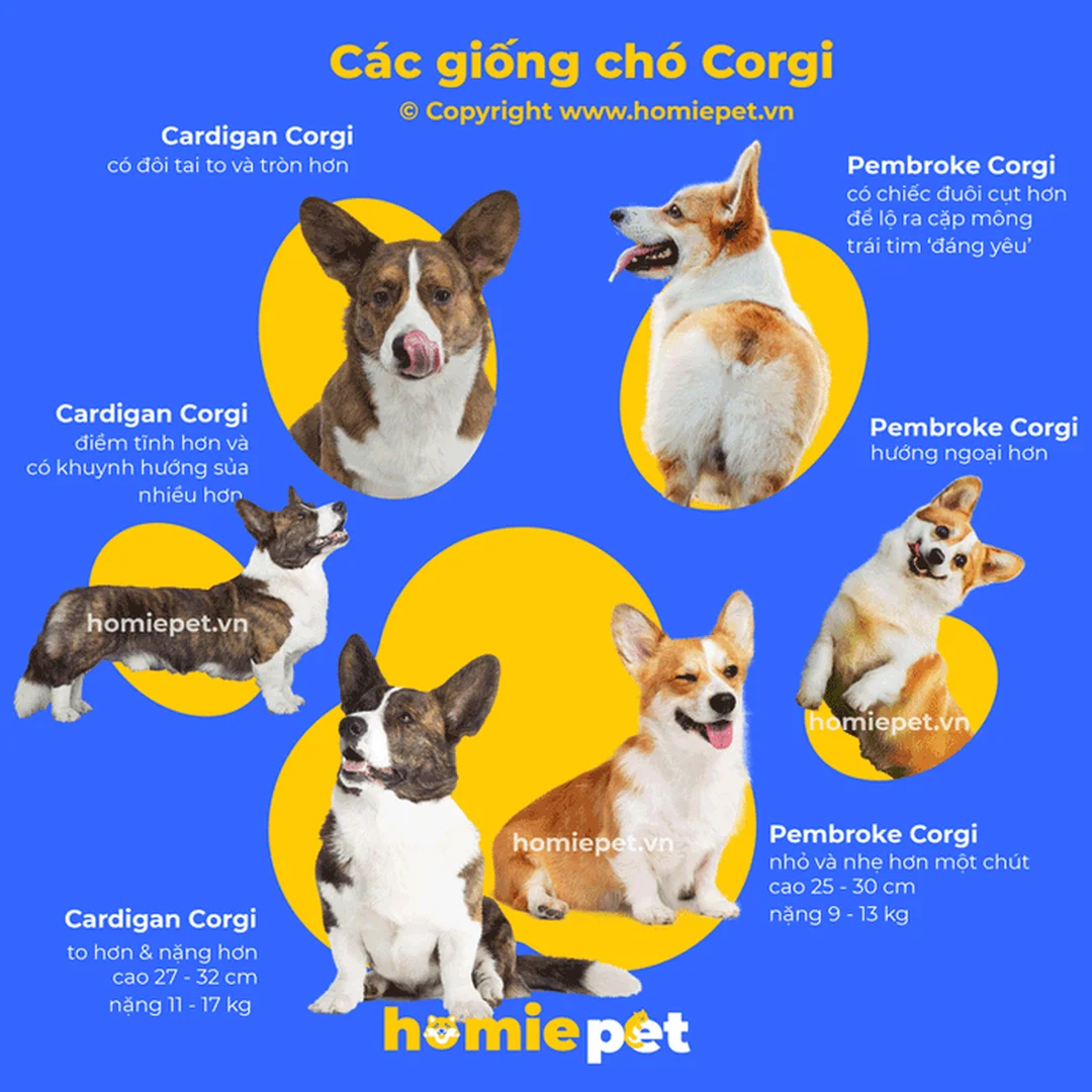 chó corgi thuần chủng chân ngắn cần quan sát dáng đi thực tế