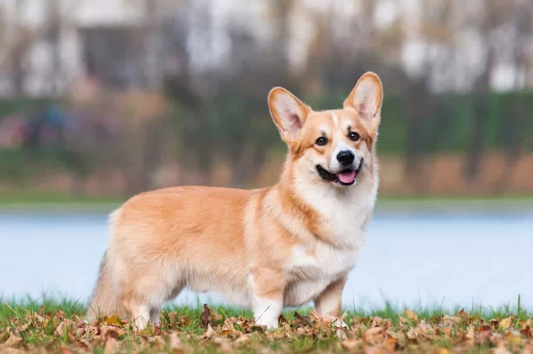 chó corgi thuần chủng có thân dài chân thấp và tai dựng