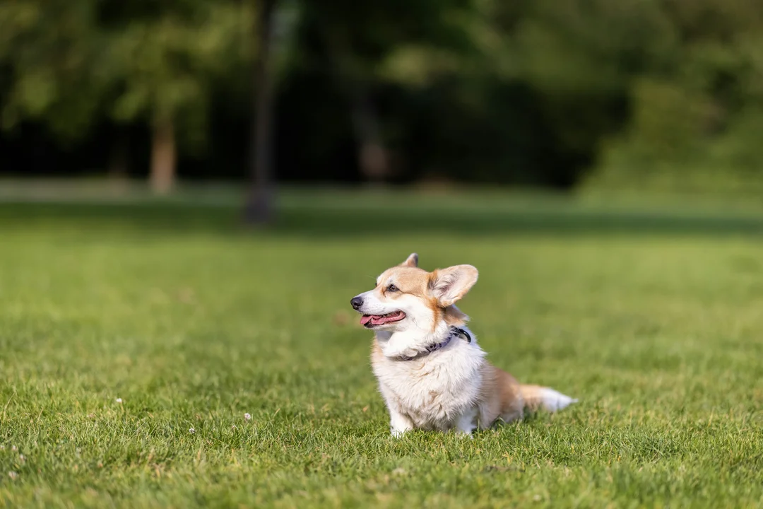 chó corgi thuần chủng giá bao nhiêu khi so sánh tin rao Corgi giá rẻ
