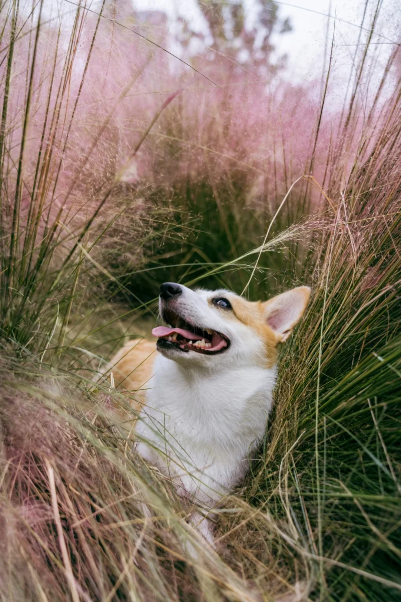 chó corgi thuần chủng giá bao nhiêu trong các câu hỏi thường gặp khi mua Corgi