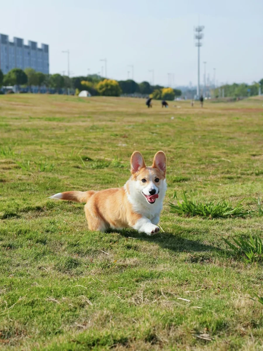 chó corgi thuần chủng giá bao nhiêu và cách kiểm tra dáng đi của Corgi