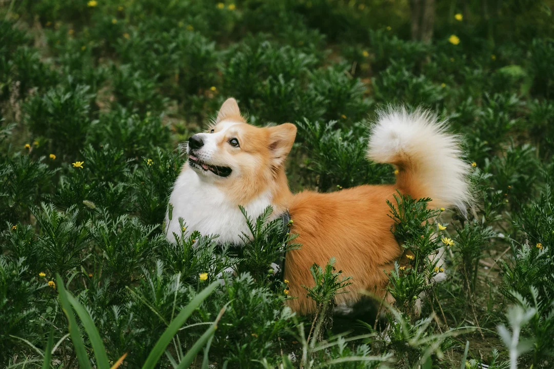 chó corgi thuần chủng giá bao nhiêu và chi phí chăm sóc Corgi hằng tháng