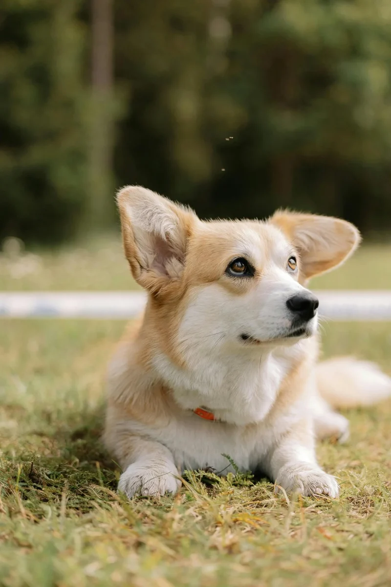 chó corgi thuần chủng giá bao nhiêu với Corgi con nằm ngoài trời