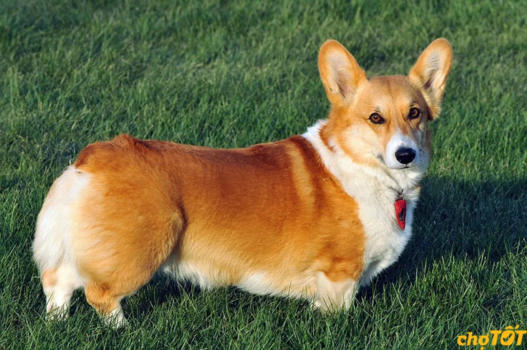 chó corgi thuần chủng Pembroke và Cardigan cần so sánh trước khi mua