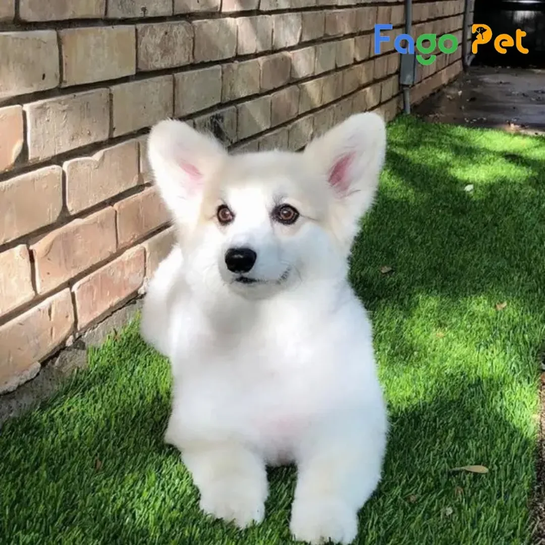chó corgi trắng con dáng thấp chân ngắn