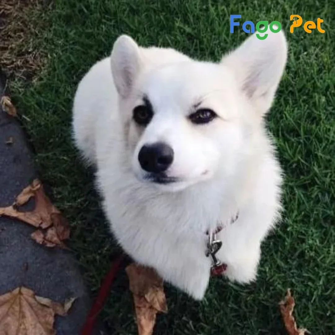 chó corgi trắng con được chăm sóc trong nhà