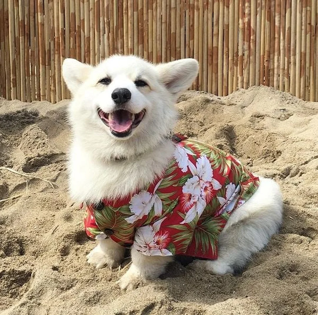 chó corgi trắng nằm nghỉ với bộ lông dày