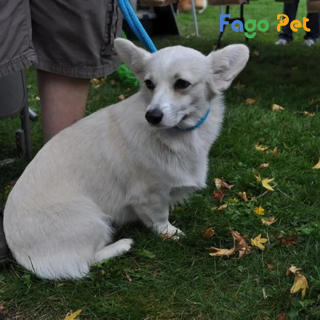 chó corgi trắng ngồi ngoài trời với lông sáng màu
