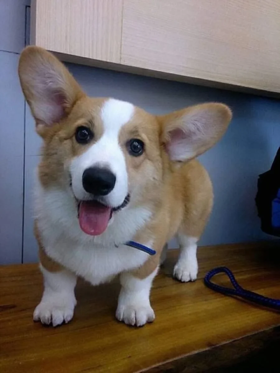 chó corgi tricolor trưởng thành ngồi trên nền sáng