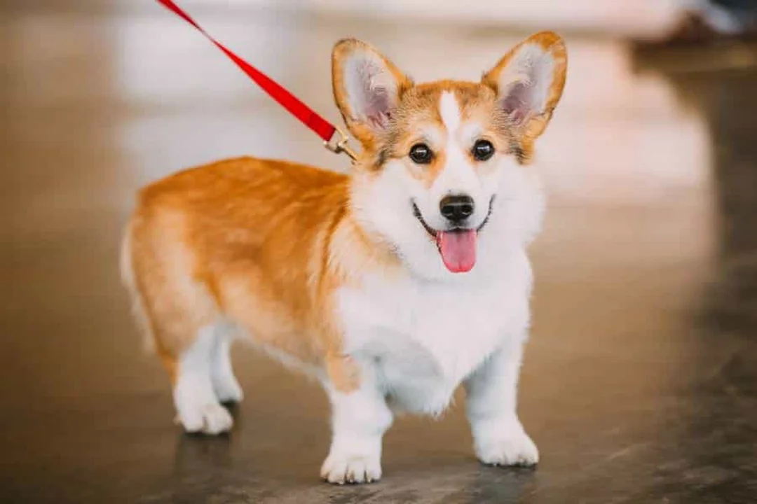 chó corgi wales Pembroke màu vàng trắng