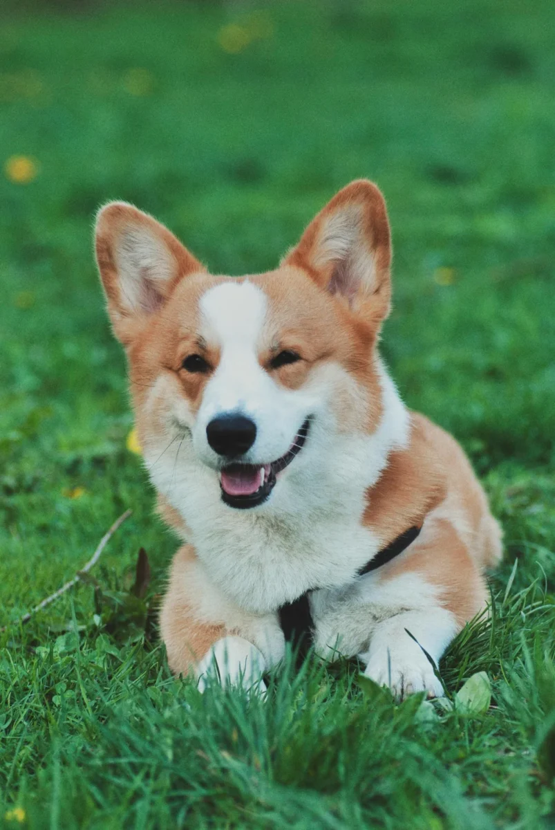 chó corgi xứ wales nằm thư giãn trên bãi cỏ xanh