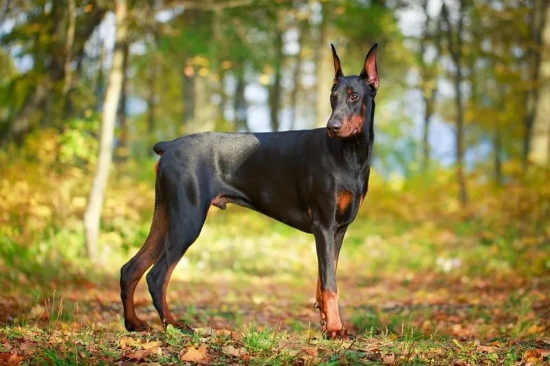 Chó Doberman Pinscher với vóc dáng săn chắc đang đứng cảnh giác trong sân vườn