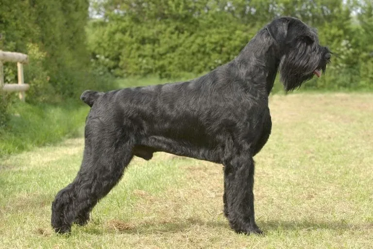 Chú chó Giant Schnauzer với bộ lông đen đặc trưng đứng sừng sững bảo vệ khuôn viên nhà
