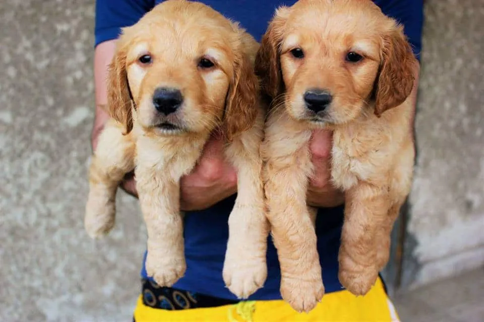 Chó Golden Retriever với bộ lông vàng óng, dáng đứng thẳng và nụ cười thân thiện