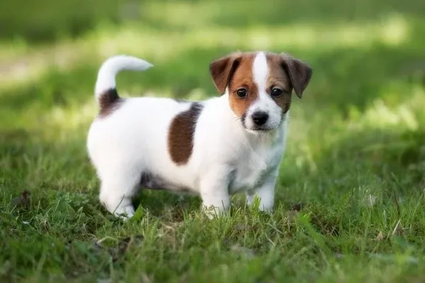 Jack Russell Terrier với thân hình nhỏ gọn và năng lượng dồi dào