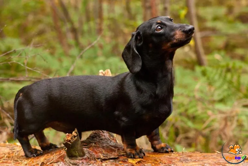 Chó Lạp xưởng với 4 chi ngắn, thân dài